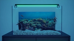  No.005Υͥ / Ѿѥޥå䤵ʡַɥܥå֥ޥꥦ -Muscle Aquarium Simulator-ס2024ǯ2Ⱦۿ
